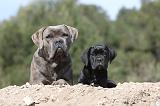 CANE CORSO 460